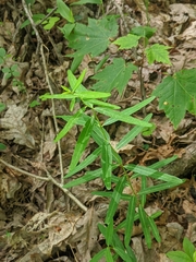 Euphorbia pubentissima