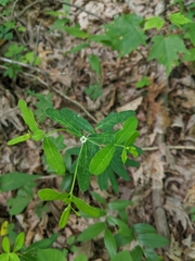 Euphorbia pubentissima