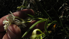 Epidendrum chioneum