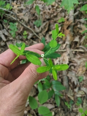 Euphorbia pubentissima