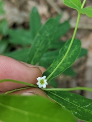 Euphorbia pubentissima