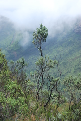 Psoralea velutina