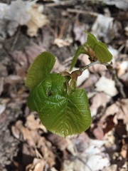 Tilia americana americana