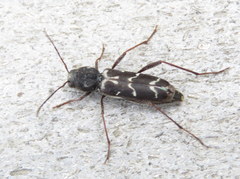 Neoclytus muricatulus