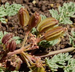 Vesper bulbosus