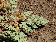 Vesper bulbosus