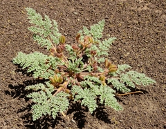 Vesper bulbosus