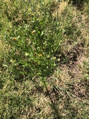 Helenium microcephalum