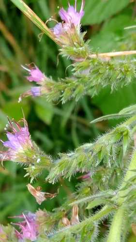 Image of Echium lusitanicum by (c) Carminda Santos, some rights reserved (CC BY)
