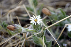 Noticastrum sericeum
