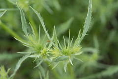 Eryngium petiolatum