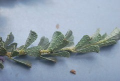 Psoralea velutina