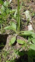 Senecio integerrimus exaltatus