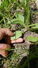 Senecio integerrimus exaltatus