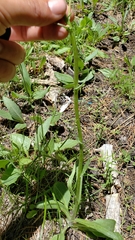 Senecio integerrimus exaltatus