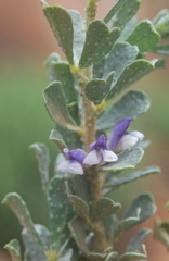 Psoralea velutina