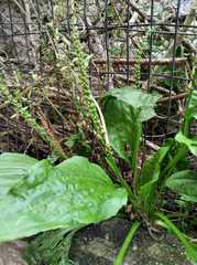Plantago australis