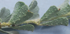 Psoralea velutina