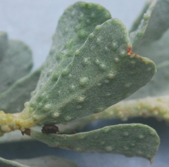 Psoralea velutina