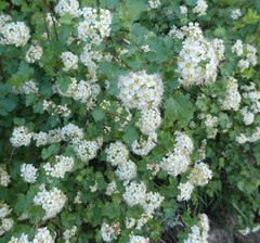 Physocarpus monogynus