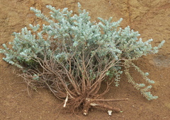 Psoralea velutina