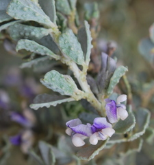 Psoralea velutina
