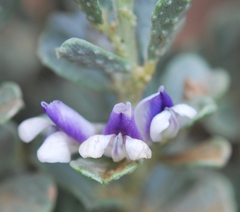 Psoralea velutina