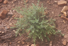 Psoralea velutina
