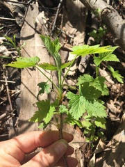 Ribes americanum