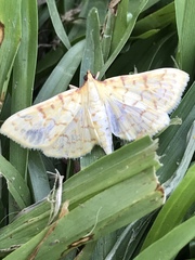 Polygrammodes flavidalis