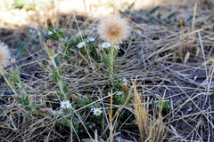 Noticastrum sericeum