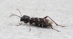 Neoclytus muricatulus