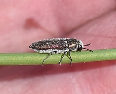 Ampheremus cylindricollis