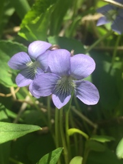 Viola cucullata