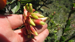 Cavendishia bracteata