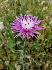 Centaurea alba