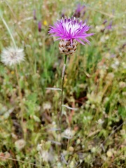 Centaurea alba