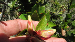 Cavendishia bracteata
