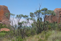 Psoralea velutina