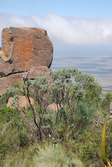 Psoralea velutina