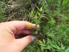 Lysimachia quadrifolia
