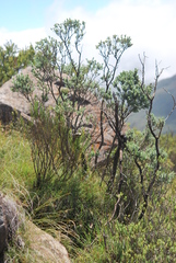 Psoralea velutina