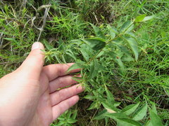 Lysimachia quadrifolia