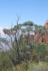 Psoralea velutina