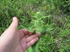 Eupatorium godfreyanum