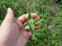 Eupatorium godfreyanum