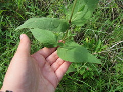 Eupatorium godfreyanum