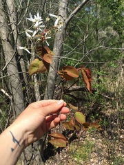 Amelanchier interior