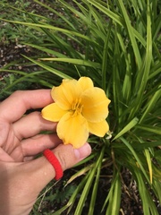 Hemerocallis
