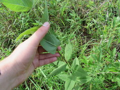 Eupatorium godfreyanum